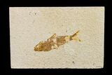 Fossil Fish (Knightia) - Wyoming #159557-1